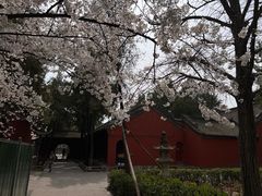 -洛阳白马寺