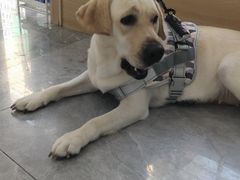 -pd派德宠物中心医院24H急重症·眼科中心·血液透析中心(嵩山北路店)