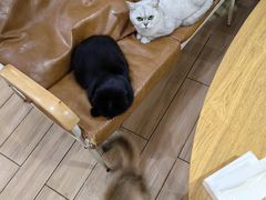 -李小姐の猫咖啡馆(五角场店)