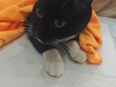 -瑞派宠物医院·犬猫全科·猫友好(宾水西道店)