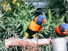 -南宫五洲植物乐园