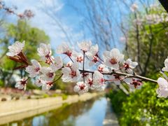 -海棠花溪(元大都城垣遗址公园)