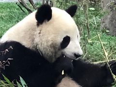 -都江堰中华大熊猫苑