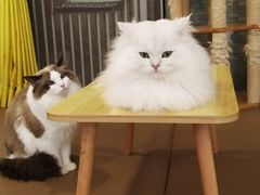 -猫在这儿猫咪咖啡馆·撸猫馆