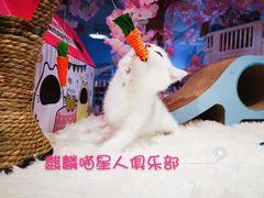 -70cat德文卷毛猫·缅因猫纯种猫舍