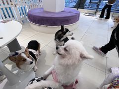 -怪兽屋·羊驼·猫咖·狗咖(俊华广场店)