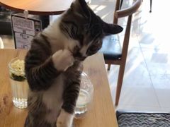 -平行世界·猫咖(首经贸店)