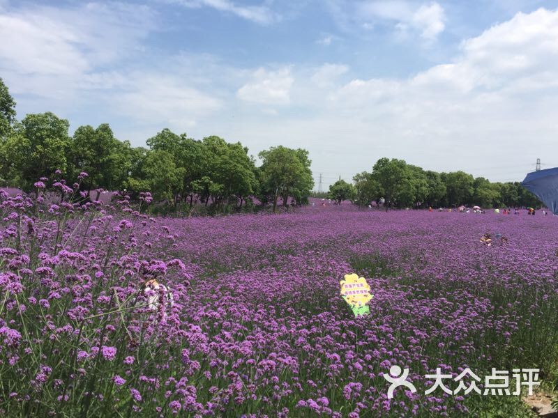 蓀湖花海-圖片-寧波周邊遊-大眾點評網