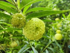 -中国科学院华南植物园