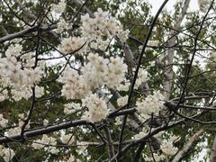 -金鸡湖桃花岛