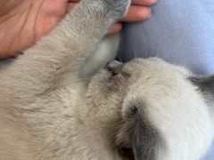 -猫大福·Fortune Cat猫舍(百子湾店)