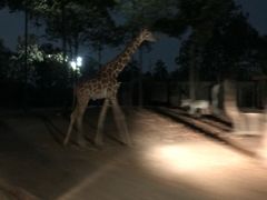 -清迈夜间动物园