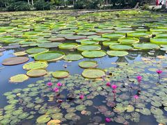 -中国科学院西双版纳热带植物园