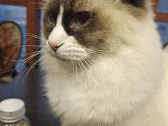-蓝鲸·缅因猫舍