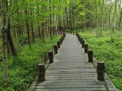 -桤木河湿地公园