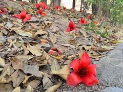 -东莞市大岭山森林公园