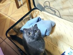 -关爱宠物医院·猫科中心·消化科(滨湖万达分院)
