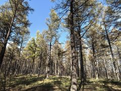 -塞罕坝国家级自然保护区