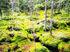 -汤旺河林海奇石景区