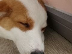 -浣熊柯尔鸭土拨鼠·电玩咖