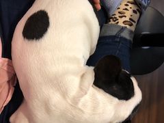 -柯斗斗主题餐厅·狗咖·围炉煮茶·茶饮(国瑞升平里店)