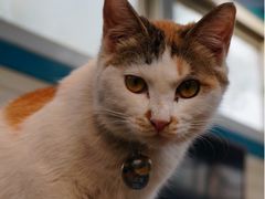 iphone_upload_pic-Sirena海妖日咖夜酒