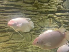 -西安曲江海洋极地公园