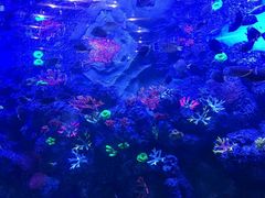 -芜湖新华联大白鲸海洋公园