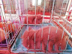 -花鸟鱼古玩市场