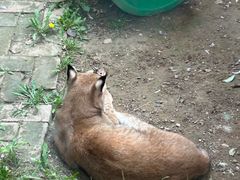 -青藏高原野生动物园