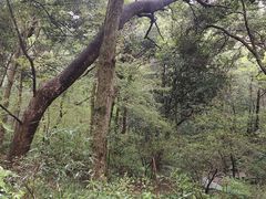 -杭州植物园