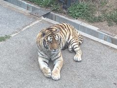 -大连森林动物园