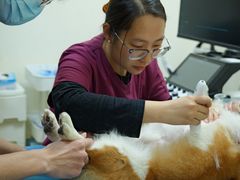 -美联众合动物医院·24h转诊中心
