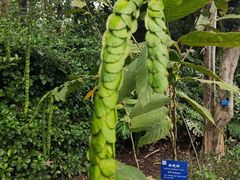-中国科学院西双版纳热带植物园