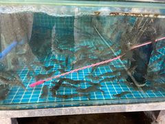 -红月湾海鲜饭店•沙滩海景(双月湾店)