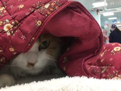 -北京观赏动物医院·24小时大型综合·猫专科·异宠专科