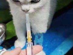 -瑞派宠物医院·24h·骨外科·皮肤科·全科宠物医疗转诊中心(沈阳浑南院)