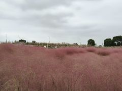 -西京湾花海