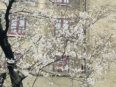 -武汉大学-樱园