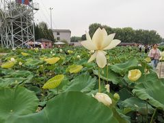 -白洋淀景区