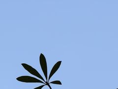 -东莞植物园