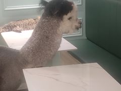 -安格丽娜·狗咖·猫咖羊驼咖(春熙路百盛商场店)