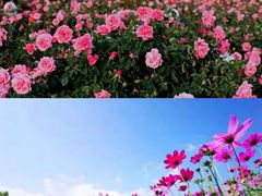 -亚龙湾国际玫瑰谷