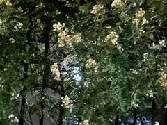 -云晓光头烧烤吧(盛夏店)