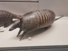 -四川大学博物馆