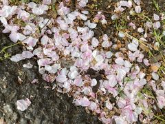 -天王浮山樱花园