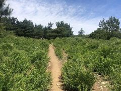 -北京鹫峰国家森林公园