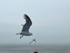 -海驴岛(荣成市)