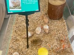 -怪兽屋·羊驼·猫咖·狗咖(俊华广场店)