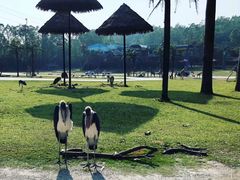 -广州长隆国际大马戏